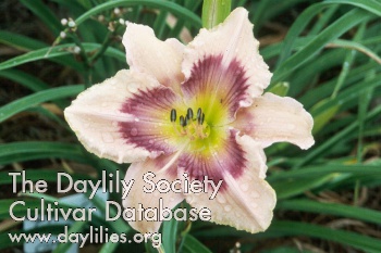 Daylily Paper Butterfly